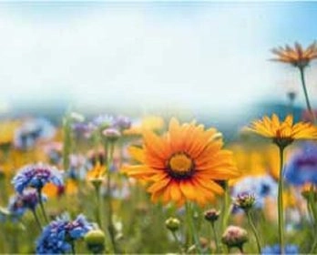 A field of wildflowers featuring prominent orange and yellow blooms among smaller purple and blue flowers under a bright sky.