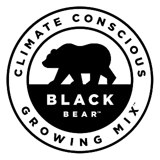 black bear
