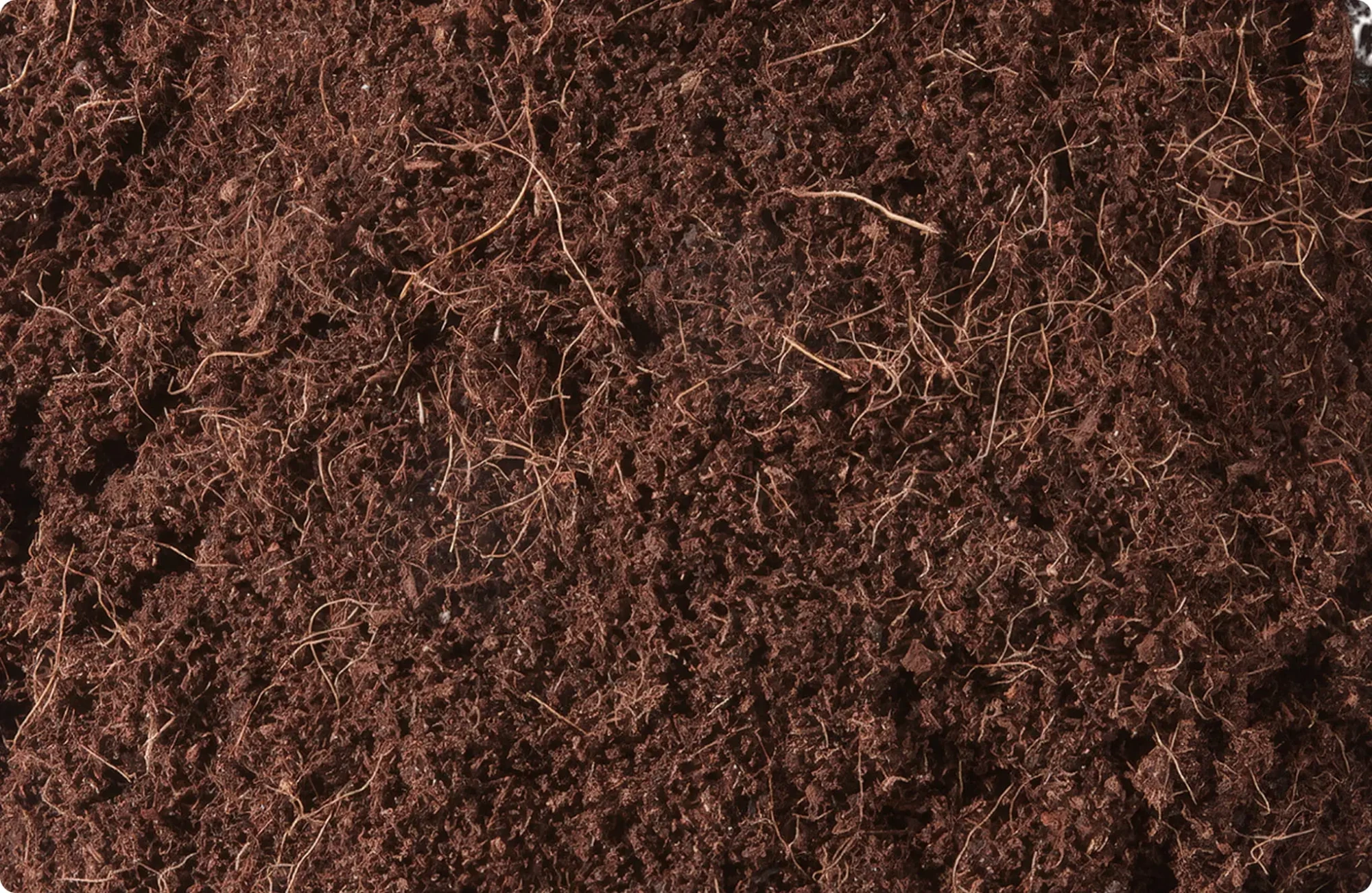 Close-up of dark brown Pelemix coir growing medium with fibrous coconut strands for seed starting and potting mixes