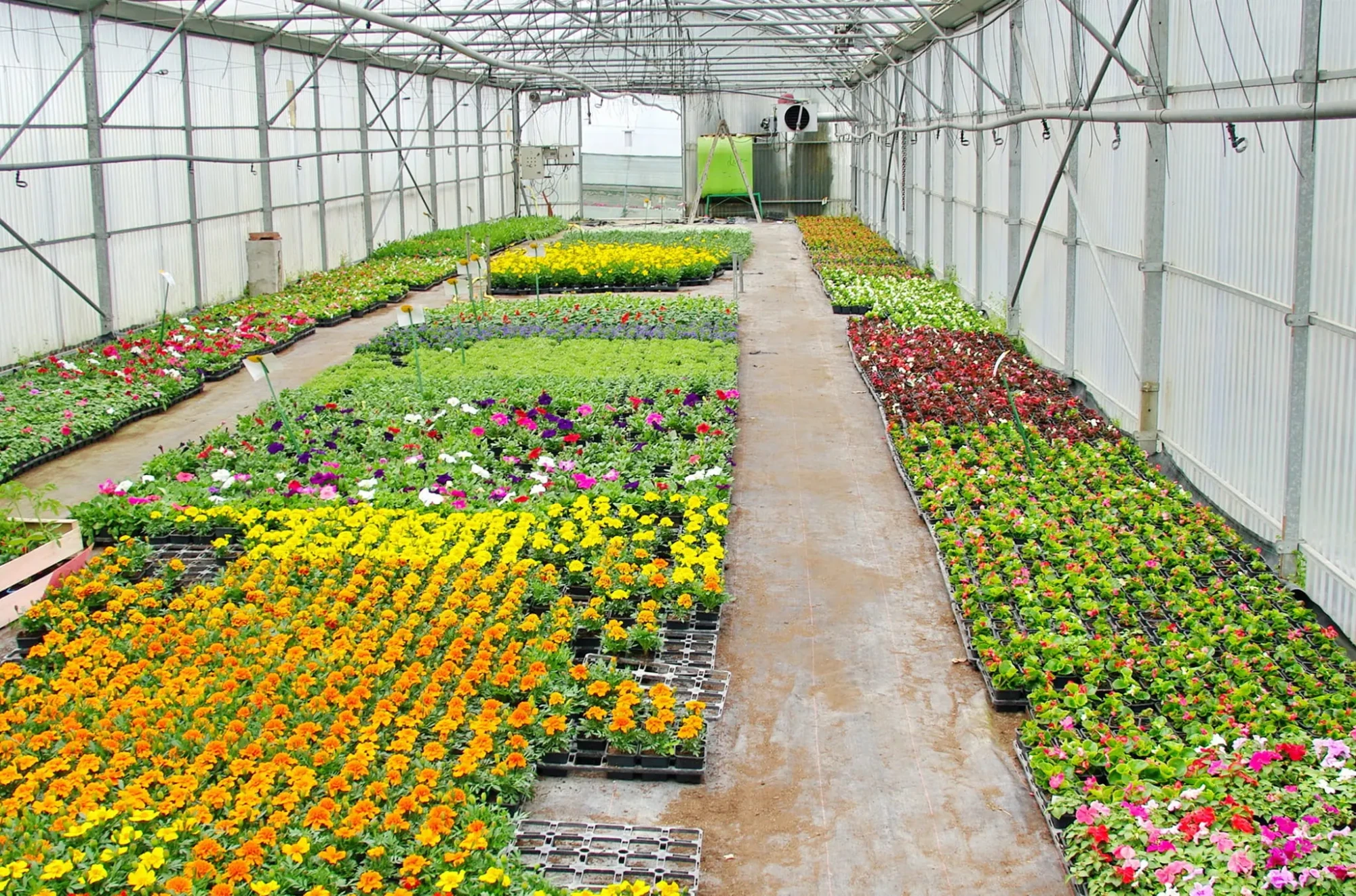 Greenhouse interior showing trays of orange, yellow and mixed bedding plants neatly arranged in rows beside a central walkway