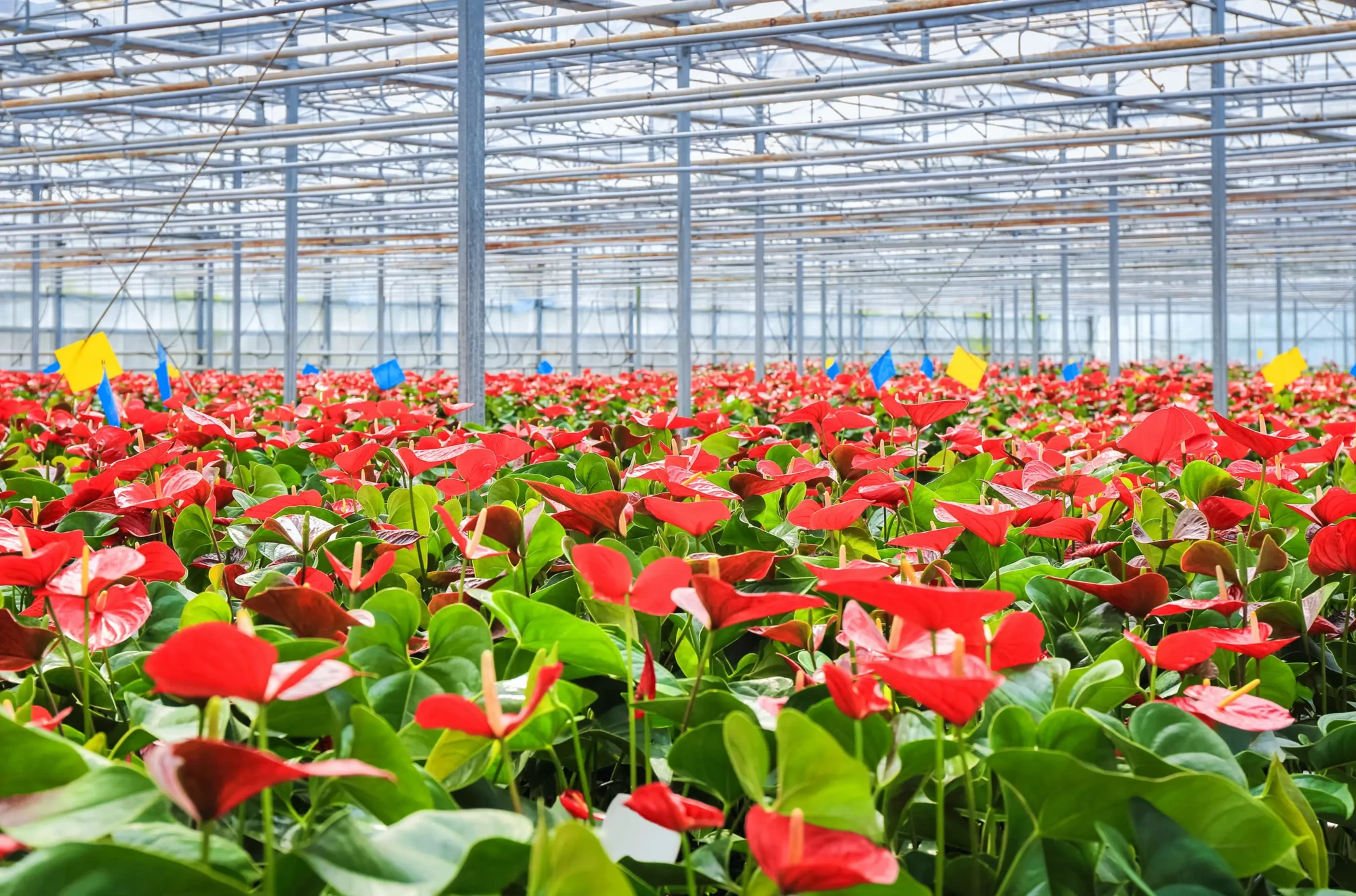 Commercial greenhouse with dense red anthurium blooms, metal support beams and yellow and blue sticky flags