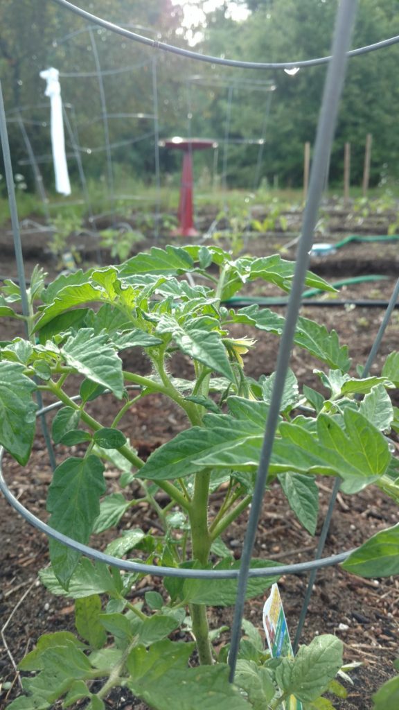 A thriving tomato in our 2016 PAR vegetable garden