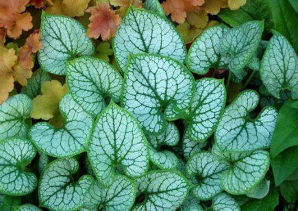 Jack Frost Siberian Bugloss