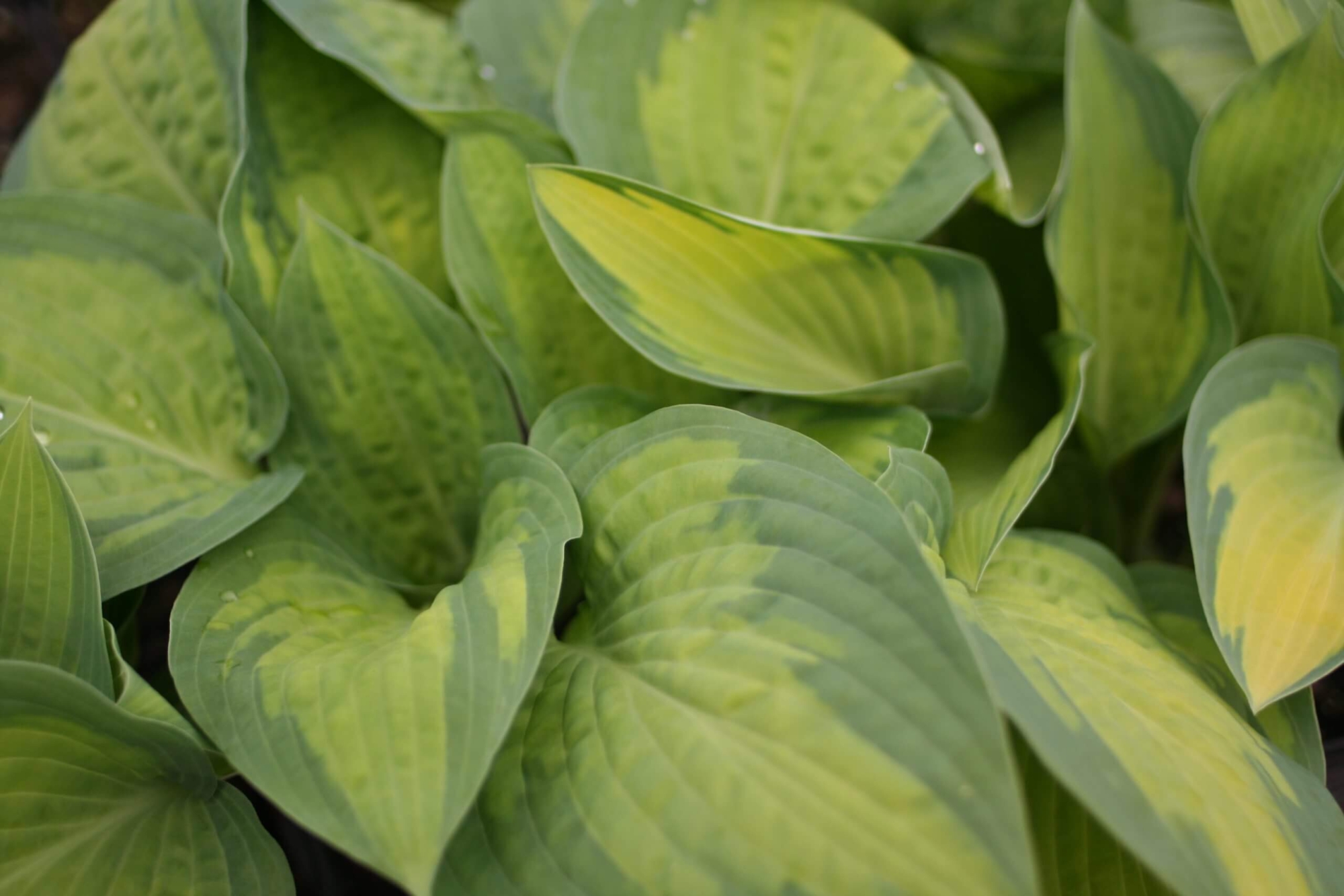 Hosta ‘Paul’s Glory’