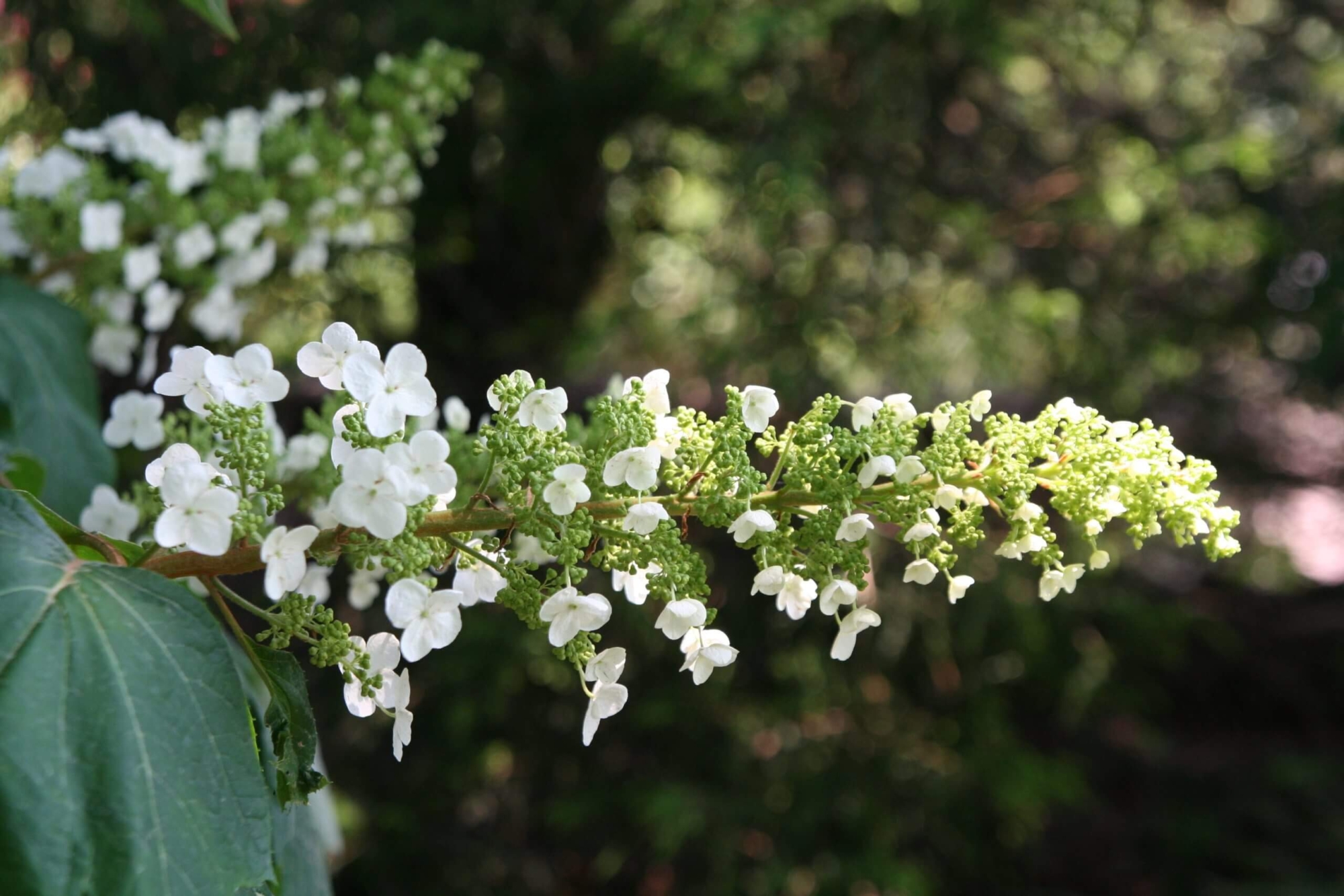Alice Oakleaf Hydrangea