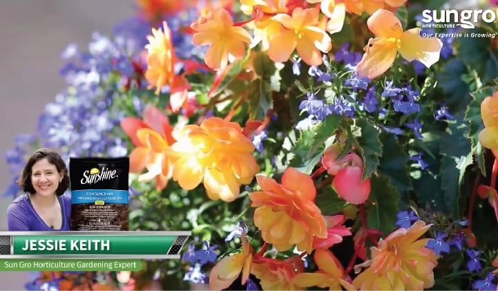 Sunshine Canada Container Potting Mix Featured Image