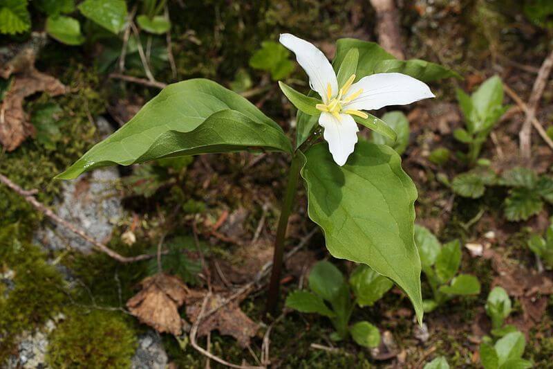 Pacific trillium
