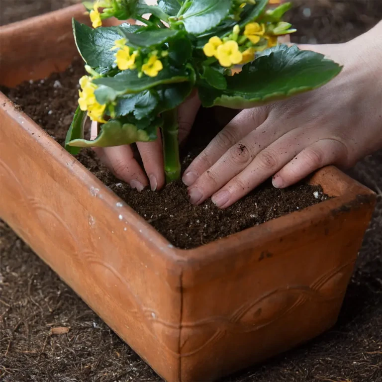 Close-up of hands planting yellow begonia in terracotta planter with all-purpose potting mix for container gardening