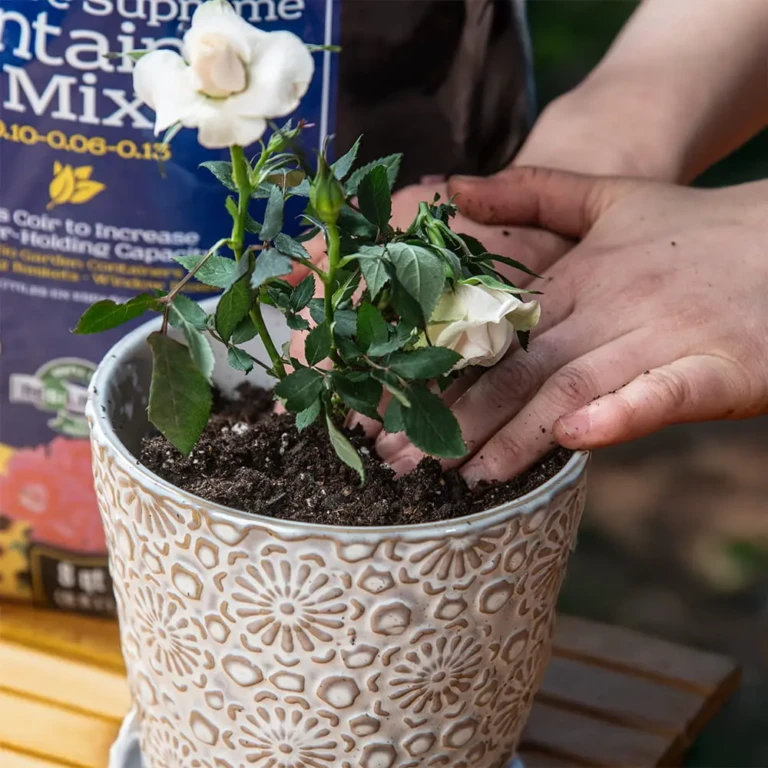 Hands planting a white mini rose in a patterned ceramic pot with Moisture Supreme container mix bag visible