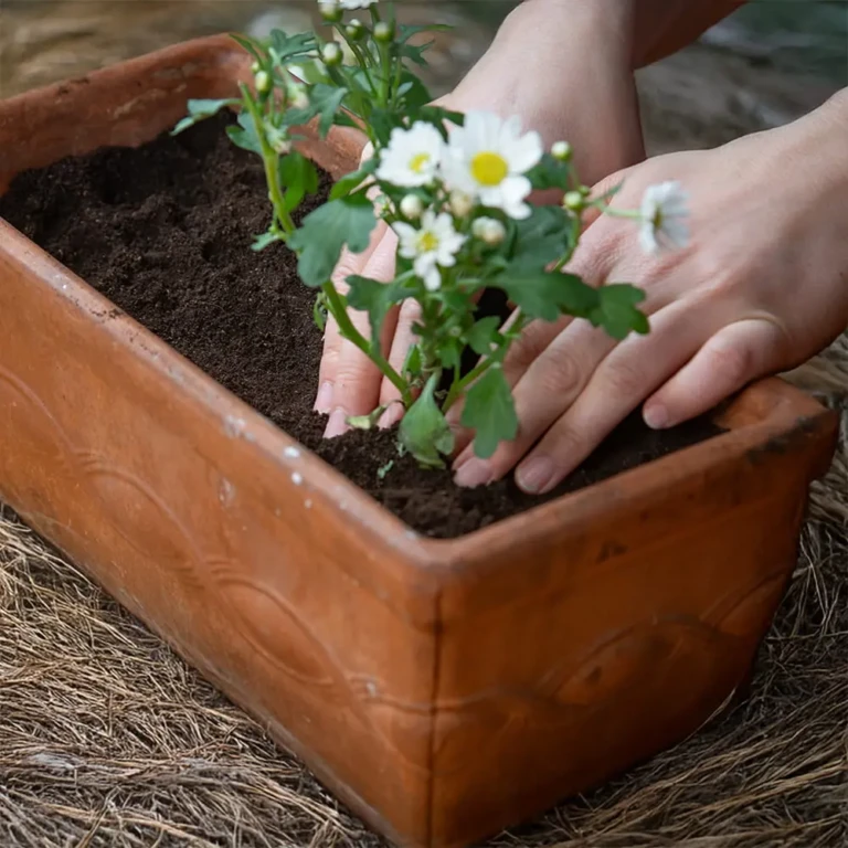 Hands planting white daisies into a terracotta planter filled with rich compost soil for container gardening