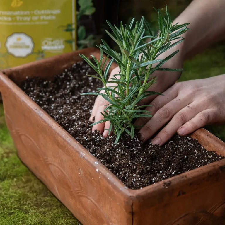 Hands planting a young rosemary seedling into organic potting mix in a terracotta rectangular planter for home herb gardening