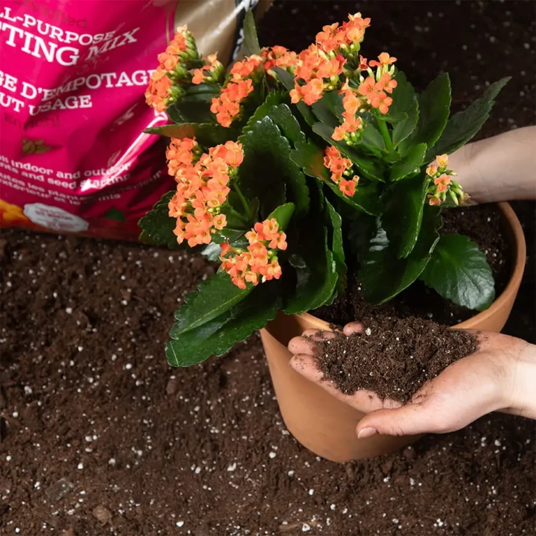 Black-Gold®-All-purpose-potting-mix-potting-min