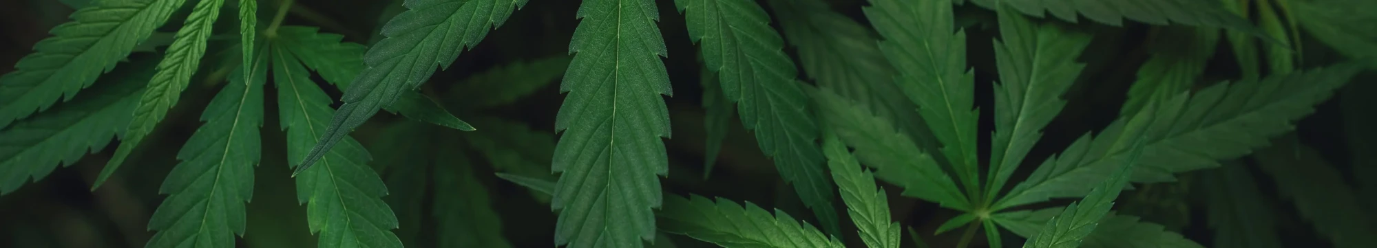 grower specialists - hero