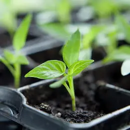 Green seedling emerging from soil in a black plastic nursery tray cell under greenhouse propagation