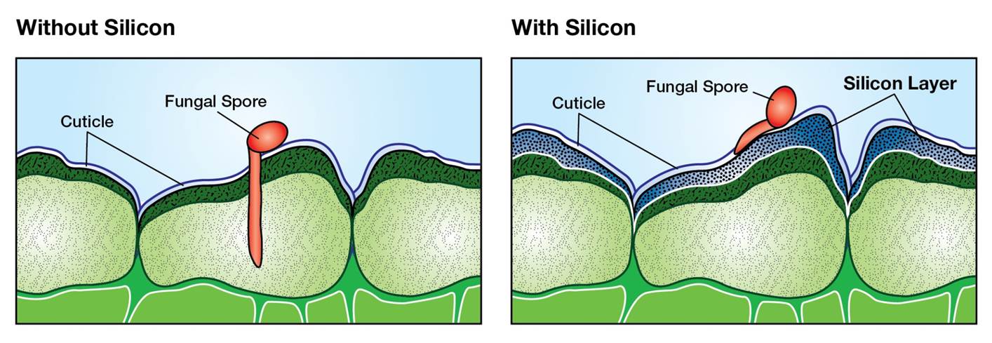 Silicon reinforces plant’s defense system both physically and chemically. Physically, solidified silicon deposits just below the leaf surface increase the resistance to penetration by fungal spores and insects.