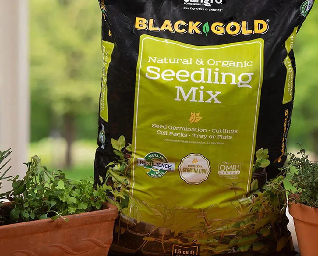 Sungro Black Gold Natural & Organic Seedling Mix bag with yellow label next to potted seedlings.