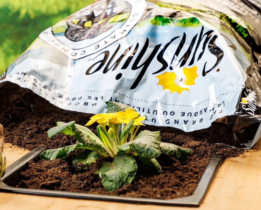 Sungro potting mix bag next to a tray with rooted plant cuttings in soil.