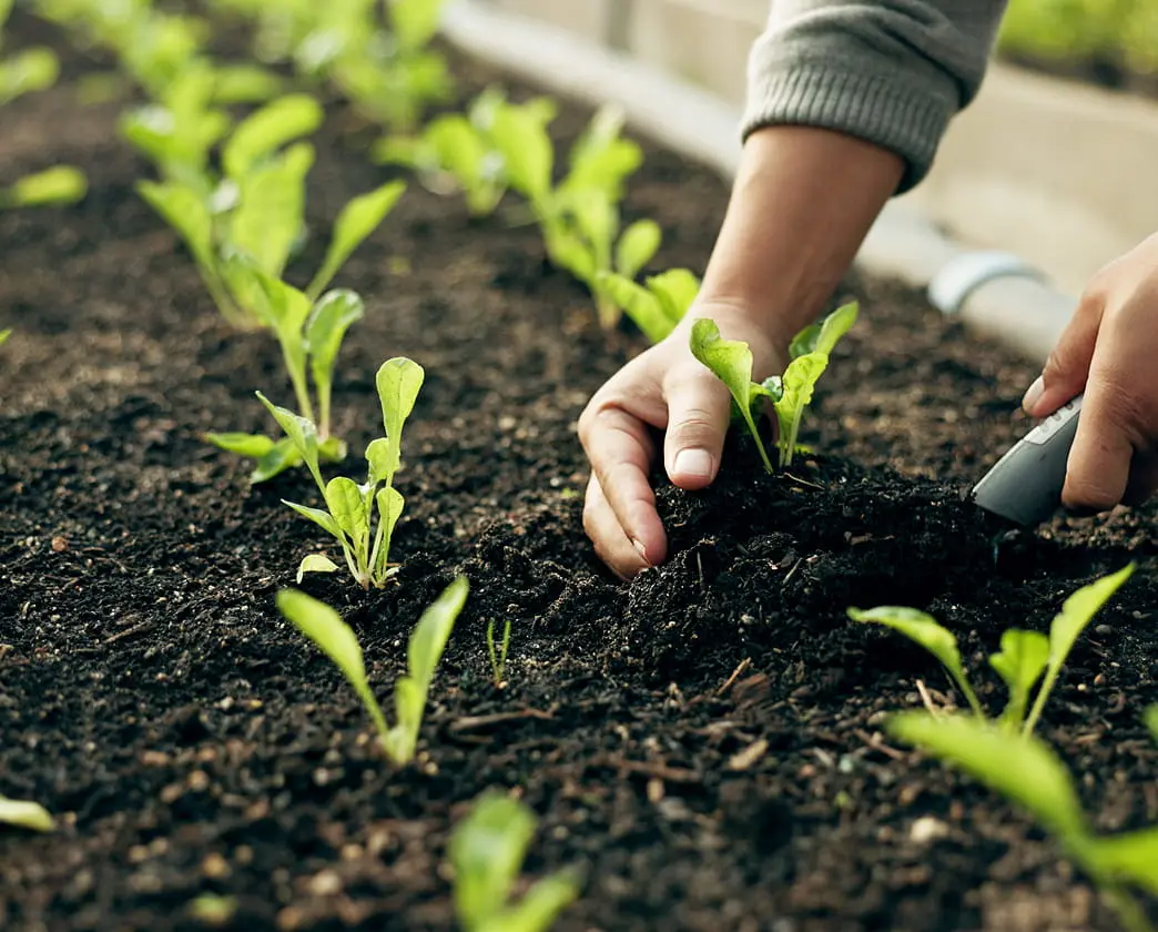 Hands planting seedlings in dark soil in a garden bed.
