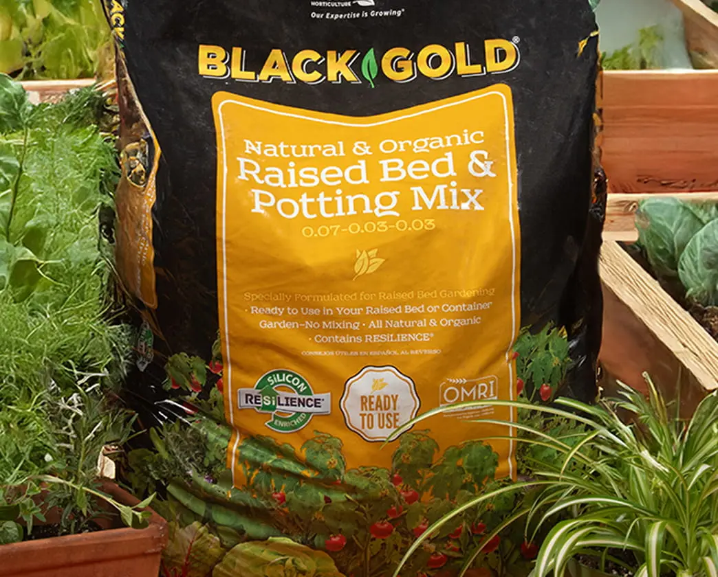 Sungro Black Gold Waterhold Coco Blend and Raised Bed & Potting Mix bags in a garden setting.