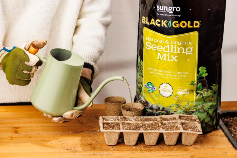 Gloved gardener waters seedling tray with green watering can beside SunGro Black Gold Seedling Mix bag