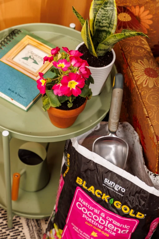 Pink primrose in a terracotta pot on a green side table next to a snake plant and Black Gold Cocoblend potting mix bag