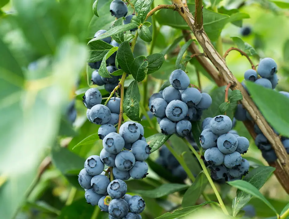 Close-up of ripe blueberry clusters on leafy green bushes, showcasing plump blue berries ready for harvest in a garden