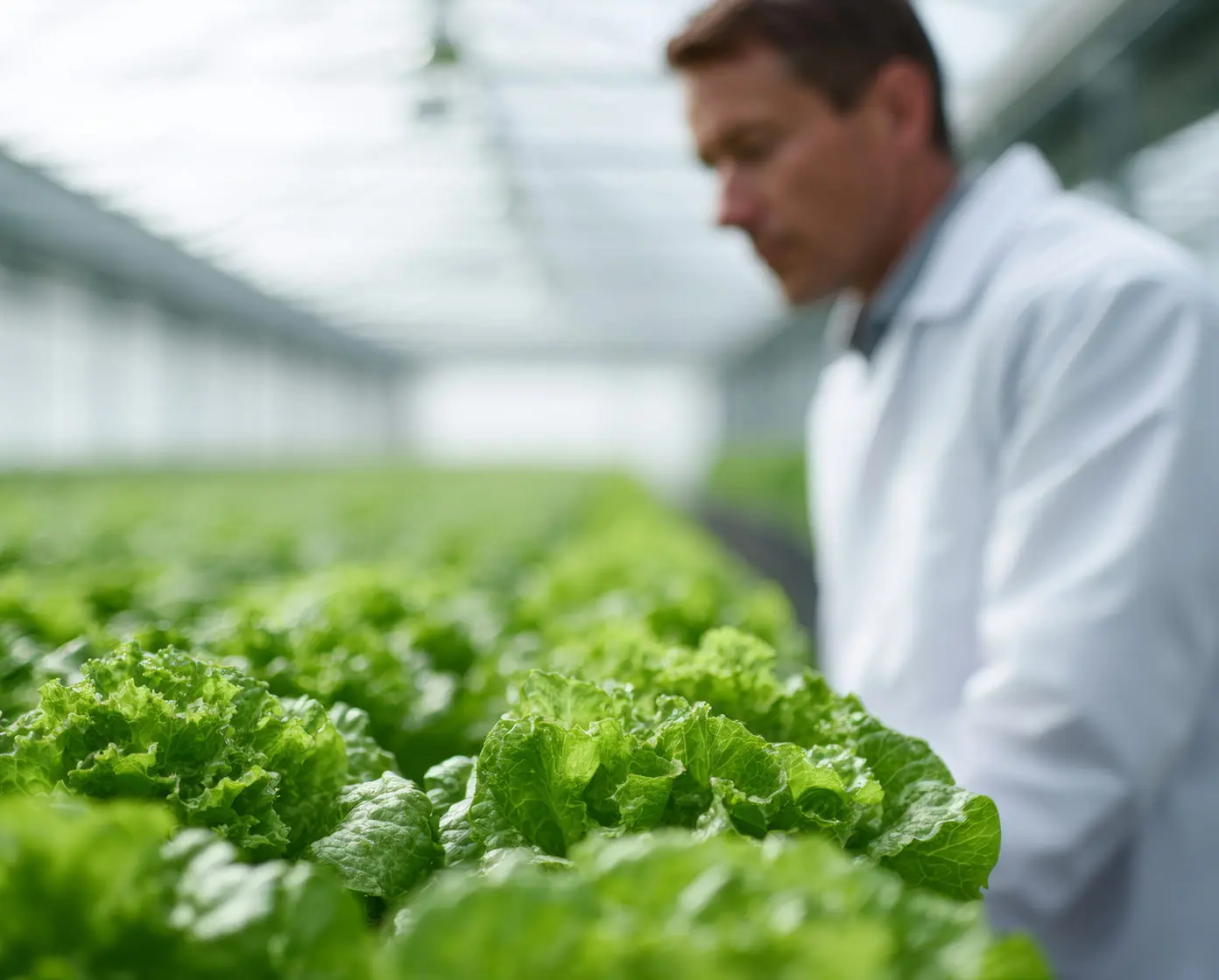 Green lettuce heads in a commercial greenhouse with an agronomist inspecting hydroponic rows for quality