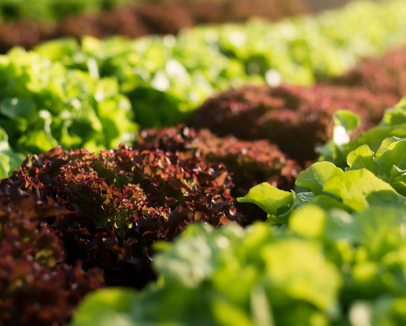 Close-up of sunlit red and green lettuce rows in a greenhouse showing fresh leafy salad greens ready for harvest