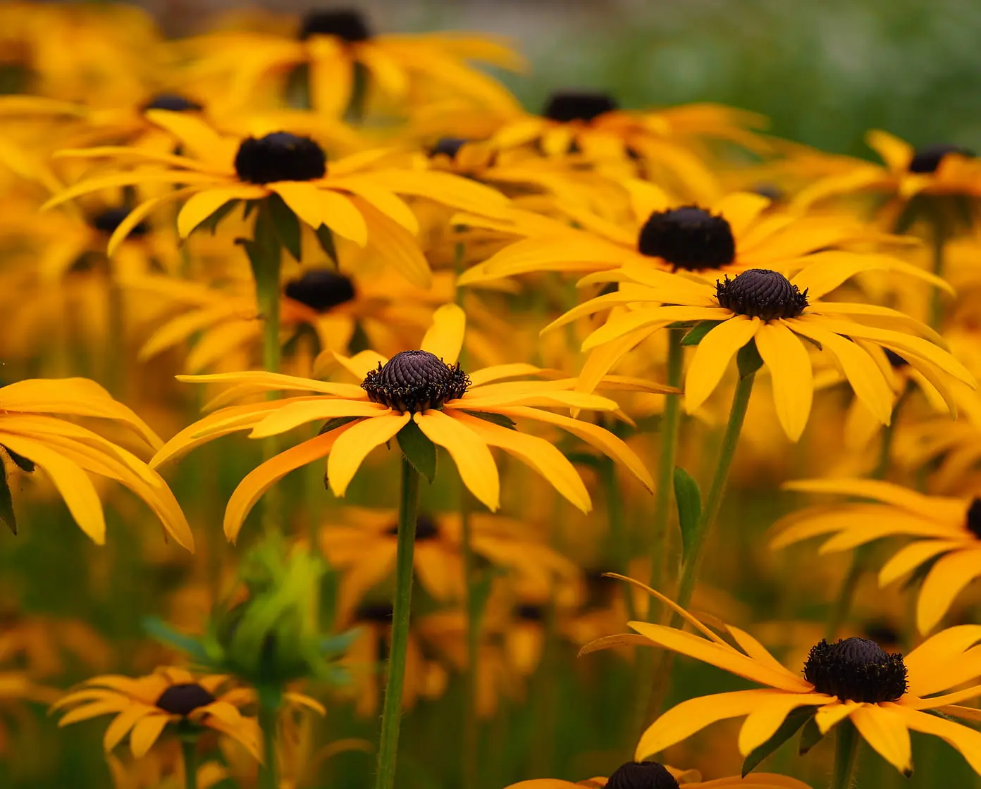Close-up of a dense patch of golden Black-eyed Susans with dark brown centers in a summer garden bed