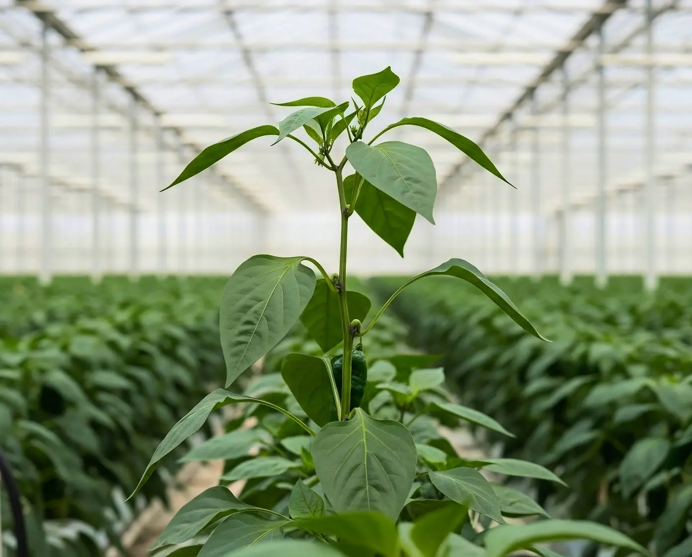 Young pepper plant with green fruit growing in rows inside a commercial greenhouse with diffused light