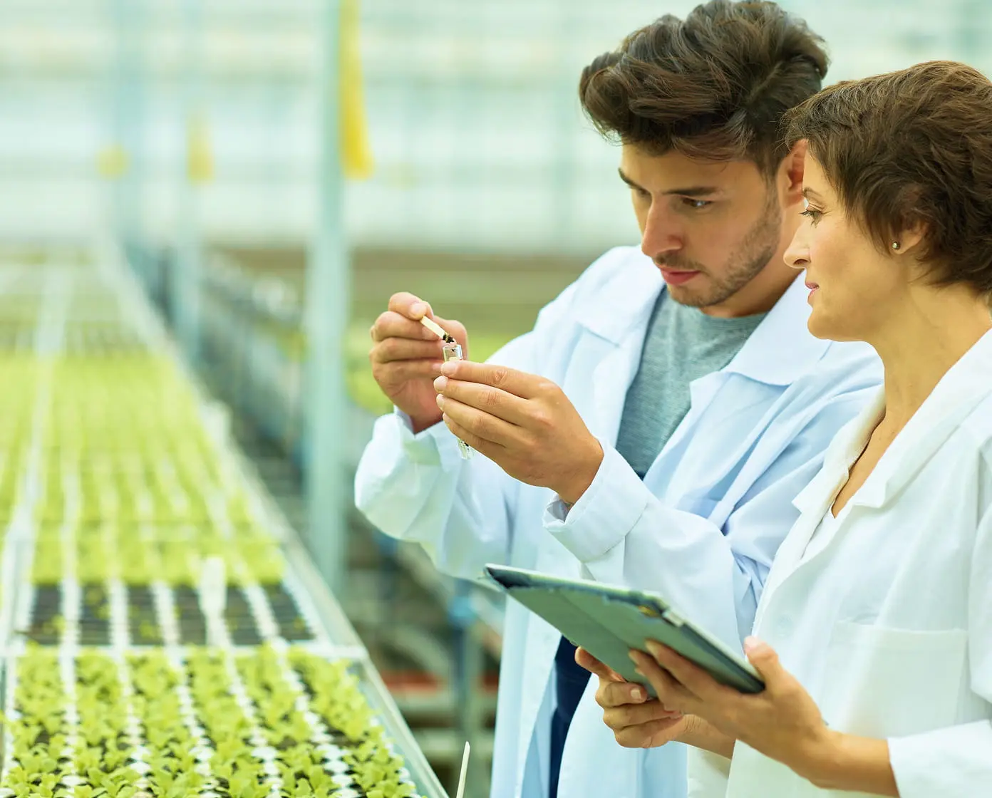 Researchers in lab coats check seedlings on a greenhouse tray and record data on a tablet for quality control