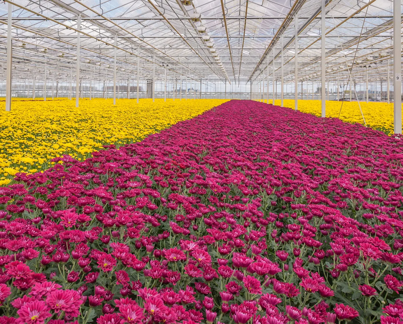 Large greenhouse interior showing magenta chrysanthemum rows beside bright yellow mum beds beneath a glass ceiling