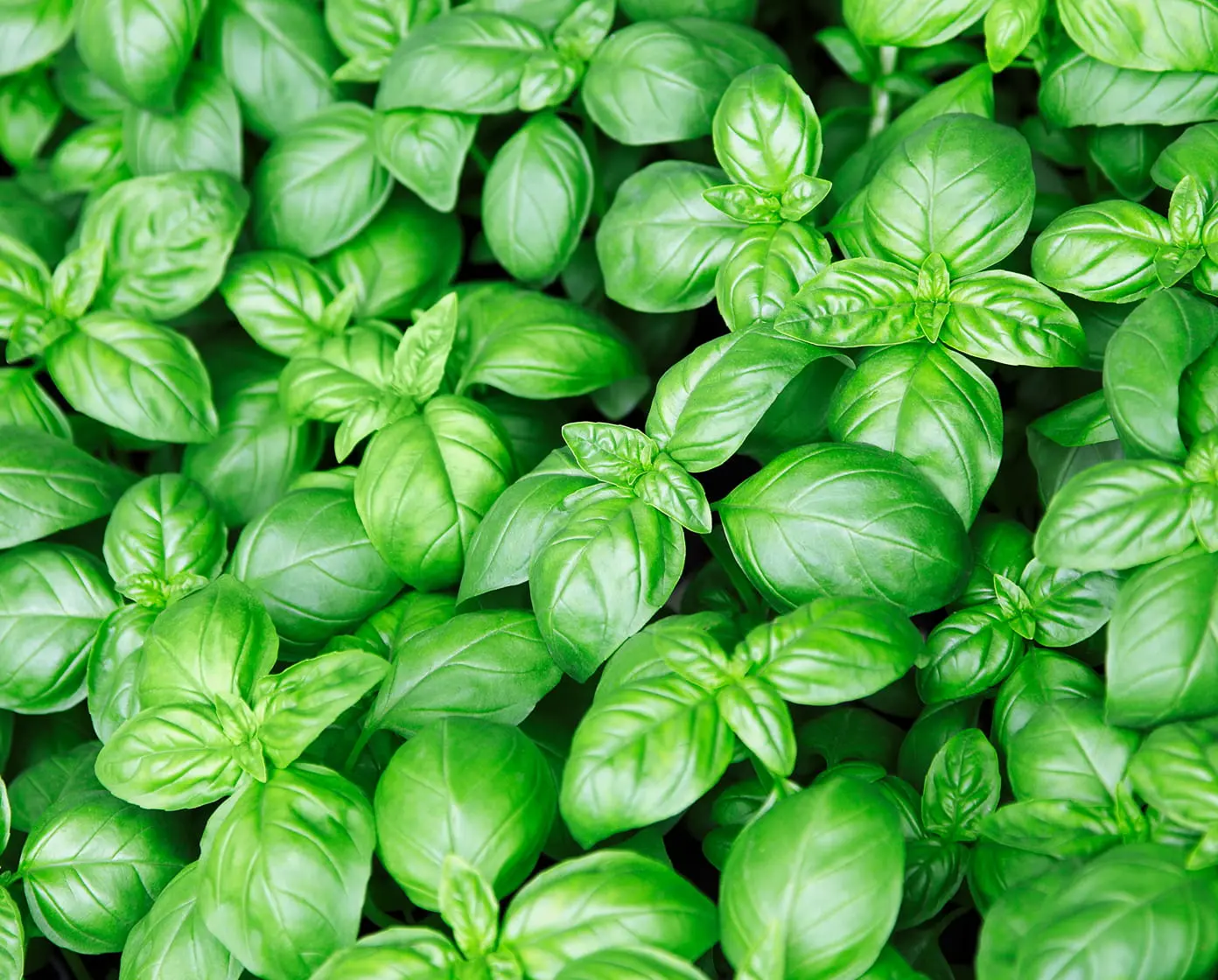Fresh glossy green basil leaves close-up filling frame, herb garden crop ideal for culinary use and plant nursery displays