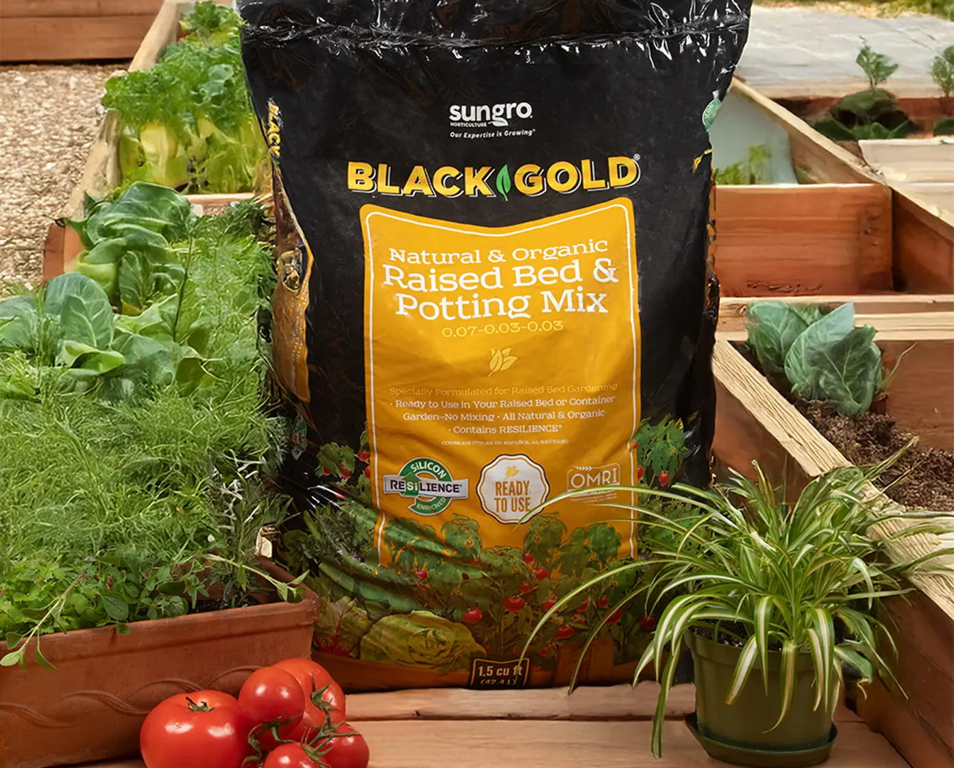 Black Gold natural organic raised bed mix bag staged in raised beds with leafy greens, tomatoes and a spider plant