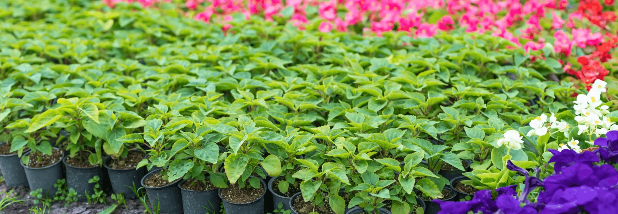 Rows of young green bedding plants in black nursery pots with colorful pink, white and purple flowers behind them