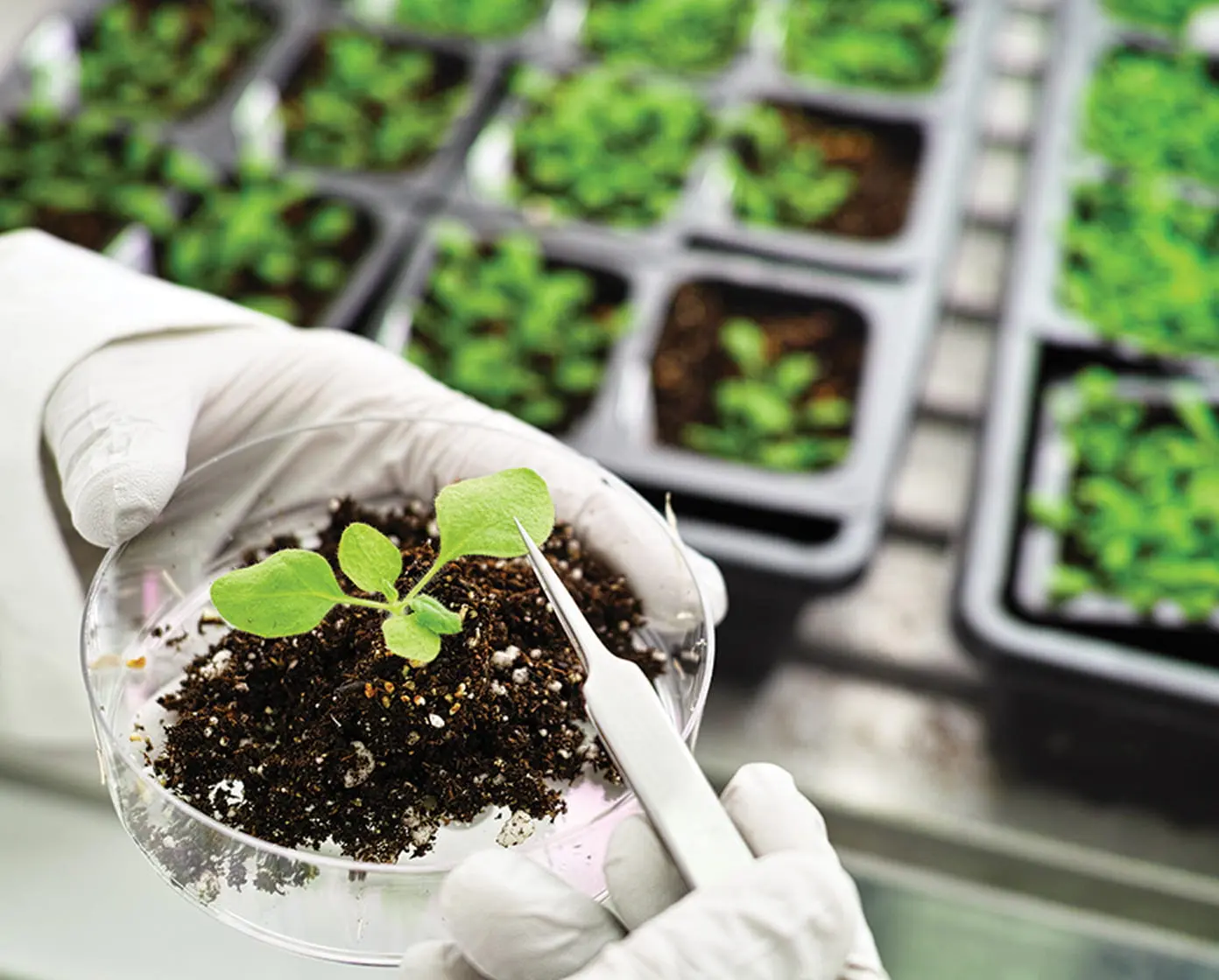 Gloved technician inspects a young seedling in a petri dish with tweezers near seedling trays in a greenhouse