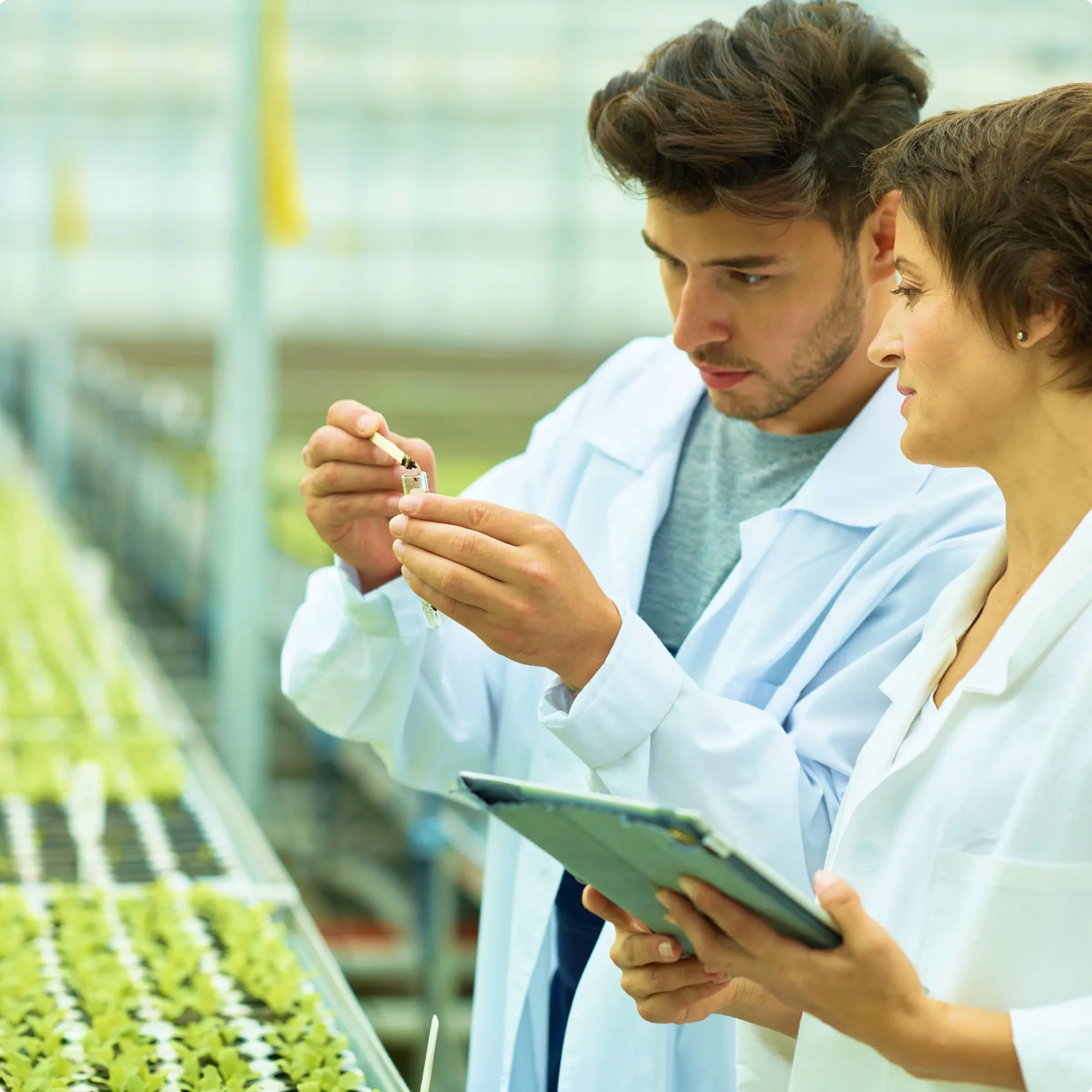 Greenhouse researchers in lab coats examine a seedling sample and take notes on a tablet during plant testing