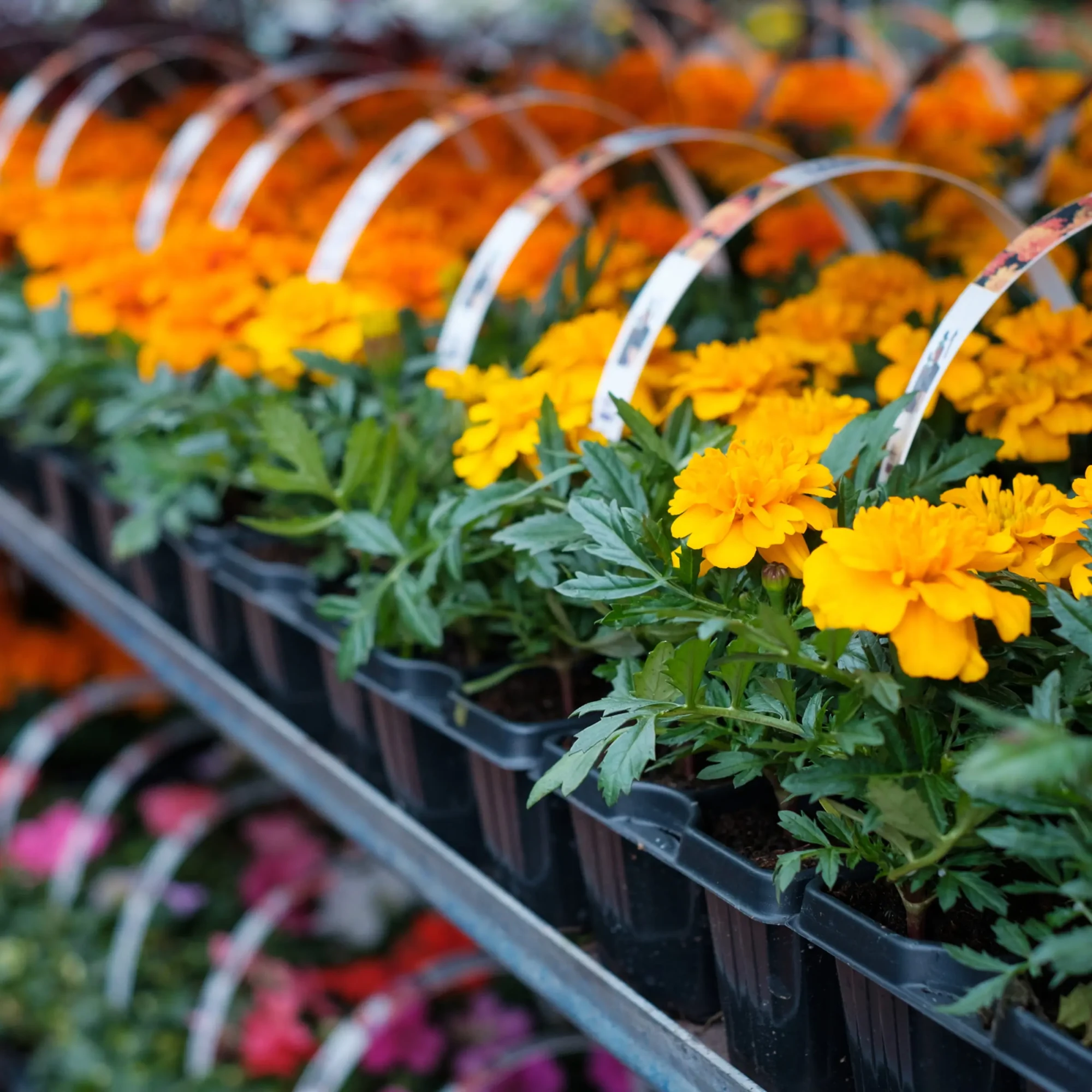 Yellow and orange marigold bedding plants in black nursery trays on greenhouse shelves with wire hoop tags