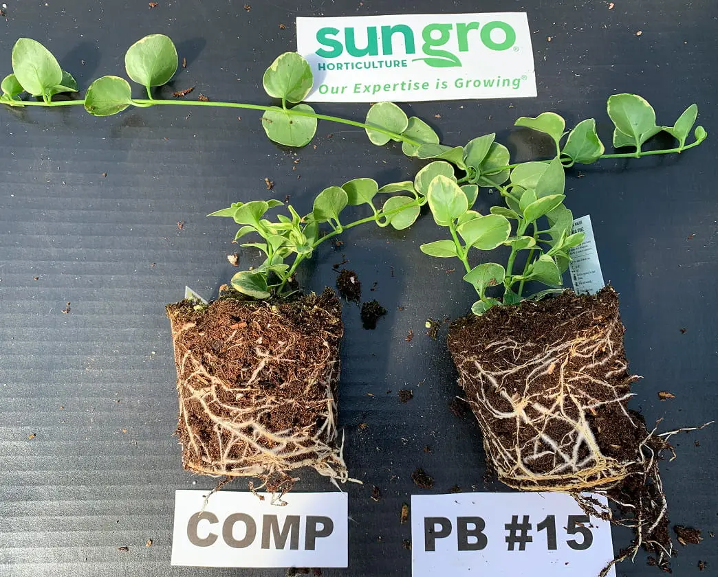 Two rooted plant plugs labeled COMP and PB #15 on black mat showing healthy white root systems under Sungro Horticulture logo