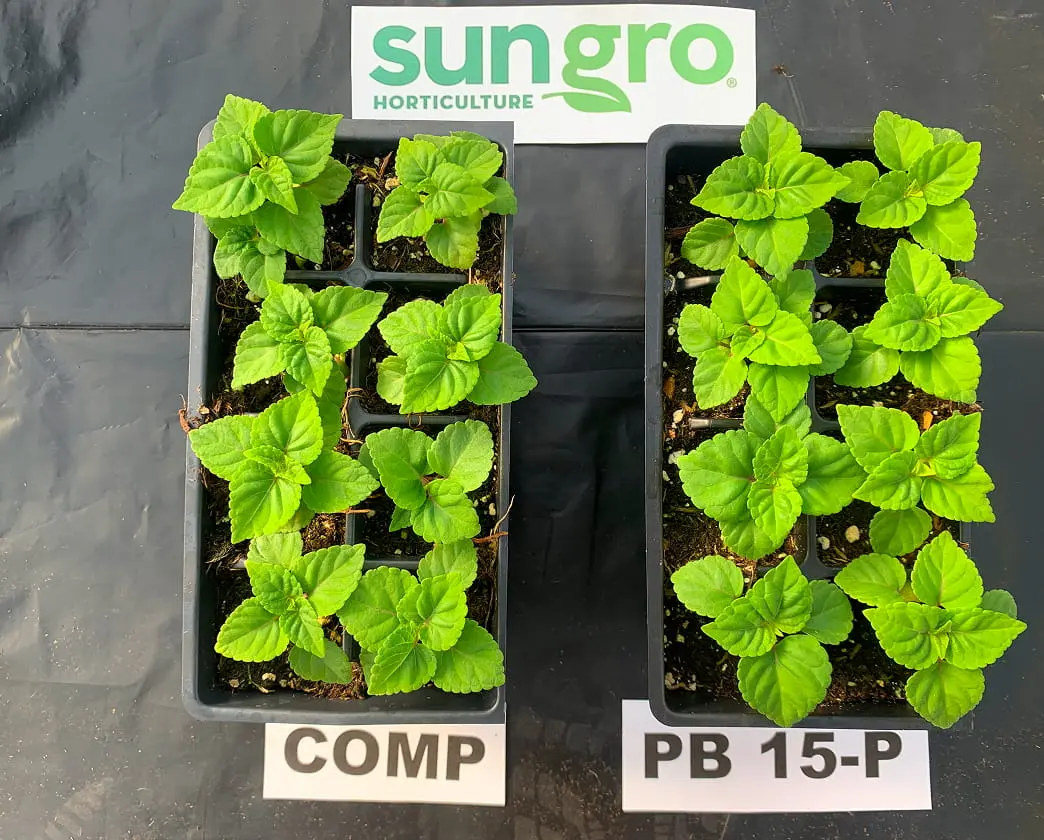 Overhead view of two trays of vibrant coleus plugs labeled COMP and PB 15-P with Sungro Horticulture tag