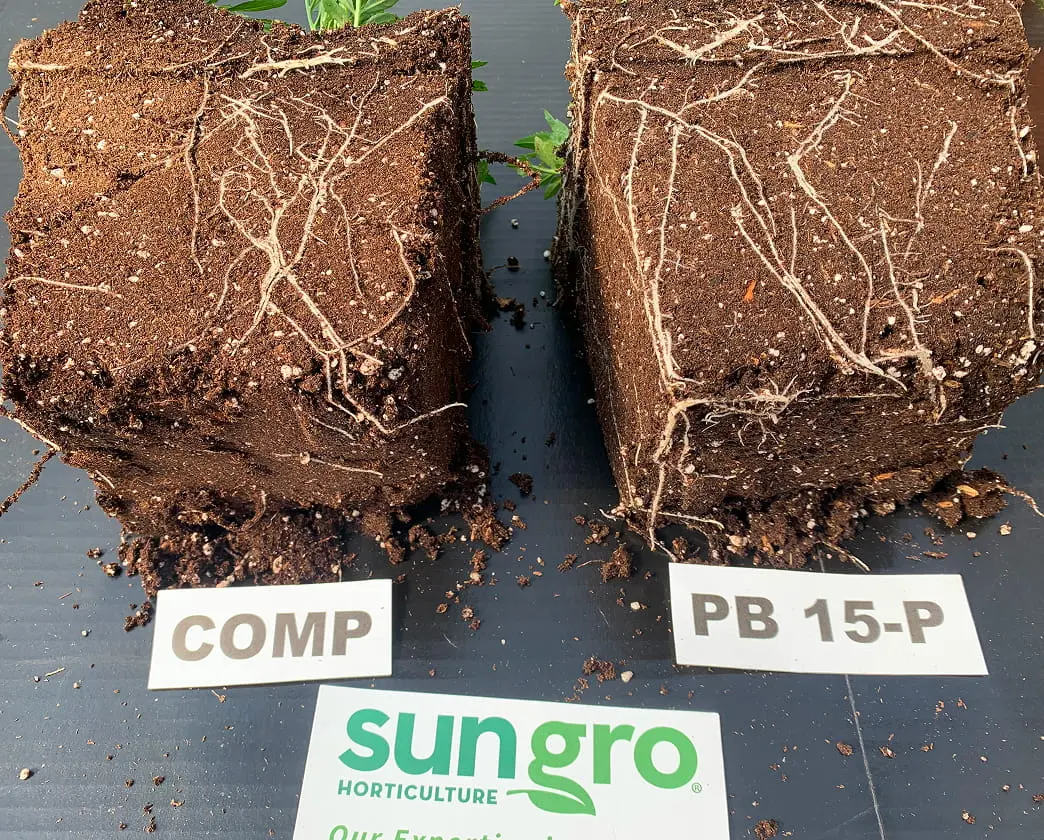 Two square soil/root blocks with white fibrous roots labeled COMP and PB 15-P on Sungro mat