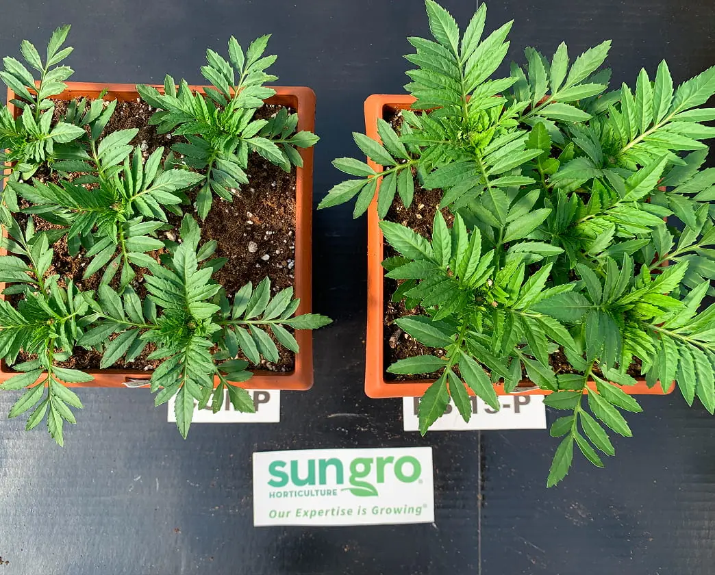 Overhead view of two terracotta pots containing lush marigold seedlings on a Sun Gro Horticulture black mat with soil exposed