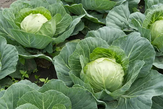 Fresh green cabbage heads growing in neat rows on vegetable farm with large leafy outer leaves visible